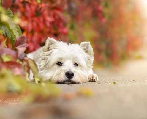 West Highland White Terrier - Westie - of Devil Secrets