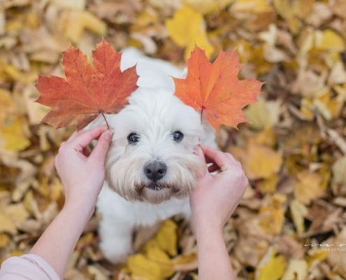 West Highland White Terrier - Westie - of Devil Secrets