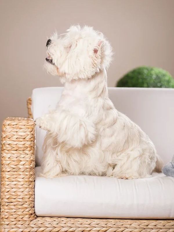 West Highland White Terrier Glory Knight's