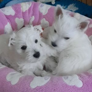 Terrier Welpen
