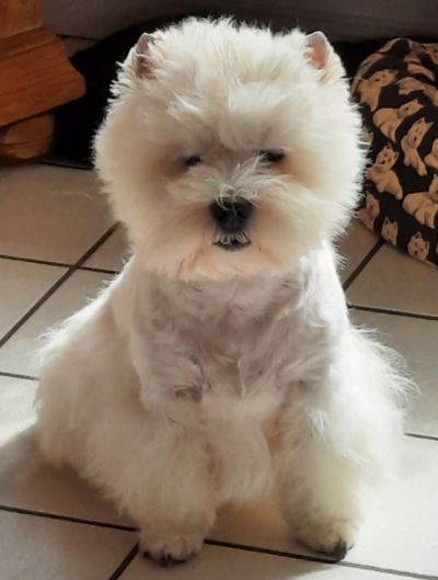 Glory Knight's West Highland White Terrier