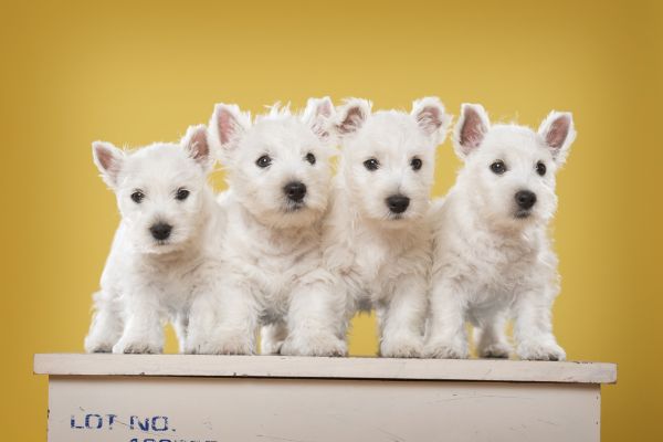 Glory Knight's West Highland White Terrier