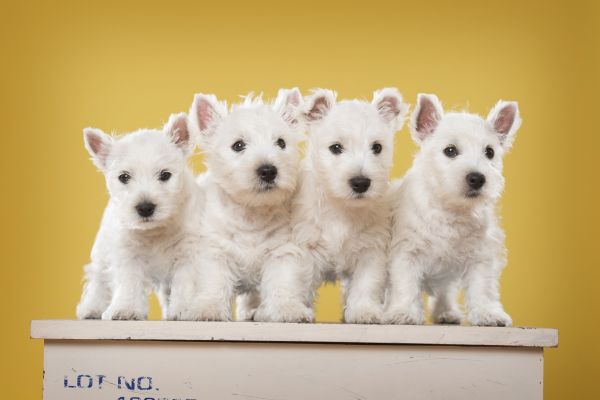 Glory Knight's West Highland White Terrier