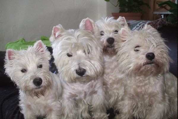 Glory Knight's West Highland White Terrier