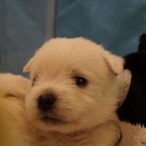 West Highland White Terrier Welpe on Troublemaker Street