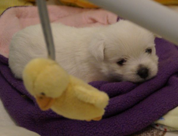 West Highland White Terrier Welpe on Troublemaker Street
