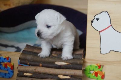 West Highland White Terrier Welpe