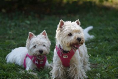 2 West Highland White Terrier
