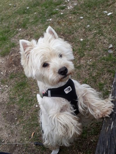 West Highland Terrier