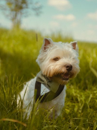 West Highland Terrier