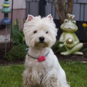 West Highland White Terrier