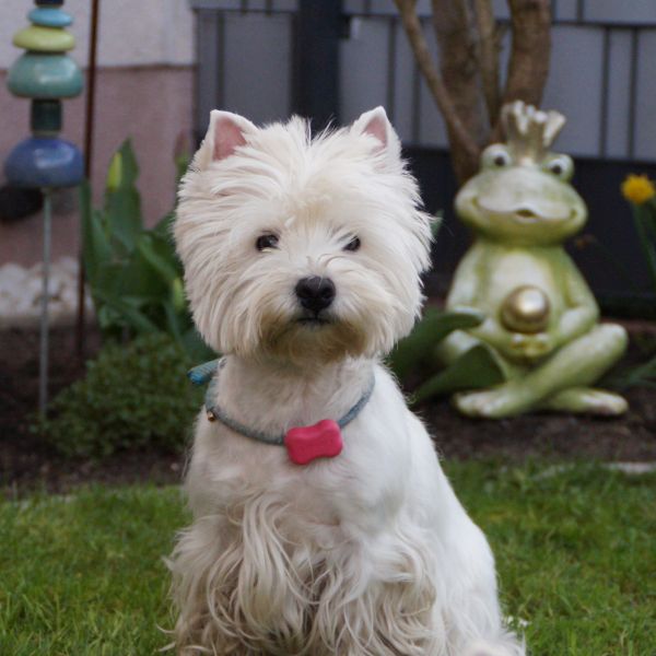West Highland White Terrier