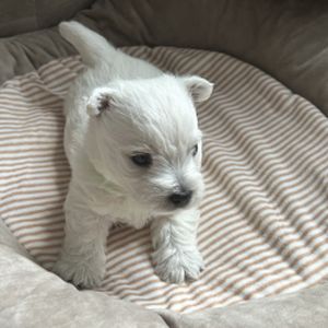 West Highland White Terrier Welpen