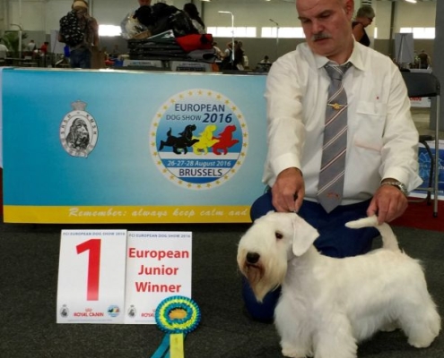 Selayham Terrier Rocky Junior ist European Winner in Brussel