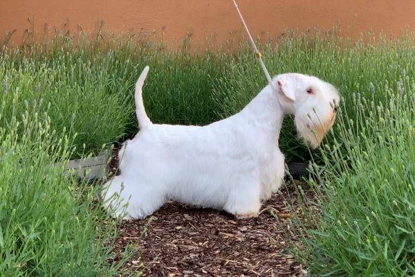 Sealyham Terrier in Ausstellungspose