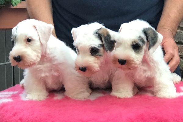 3 kleine Sealyham Terrier Welpen