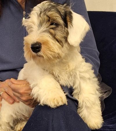 Sealyham Terrier Orpheus vom Ammelbruch