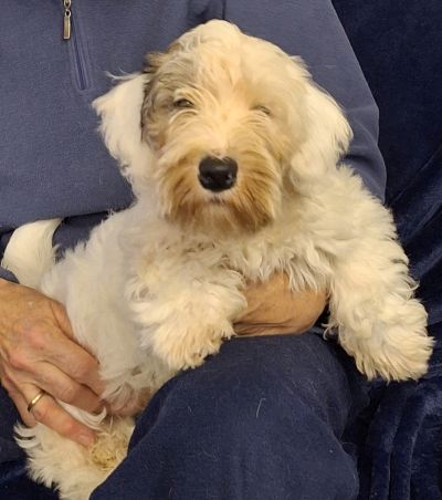 Sealyham Terrier Orlando vom Ammelbruch