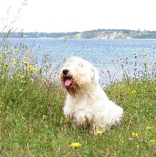 Sealyham Terrier vom Ammelbruch