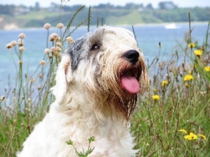 Sealyham Terrier vom Ammelbruch