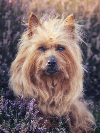 Autralian Terrier Jumpers Lady Luna