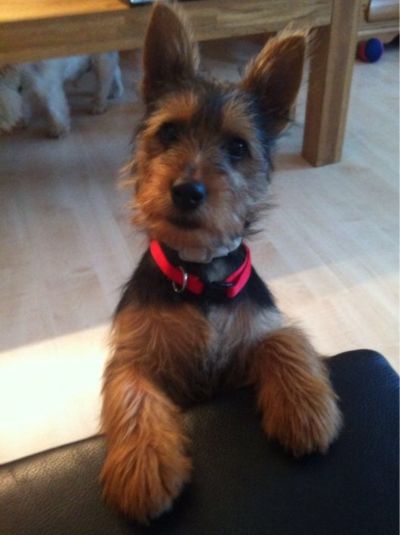 Australian Terrier Welpe
