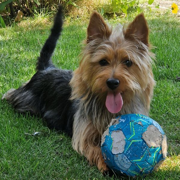 Jumpers Australian Terrier