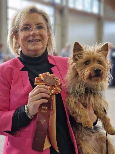 Anke Sütterlin Australian Terrier Züchterin