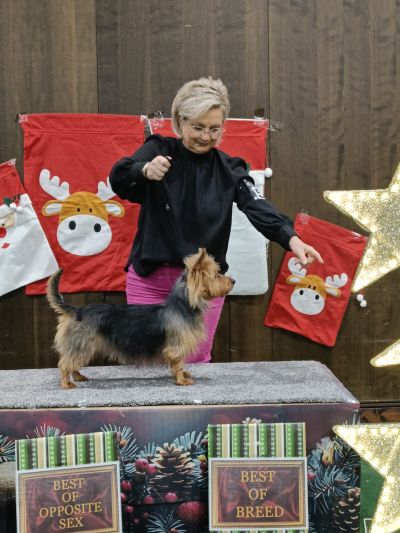 Anke Sütterlin Australian Terrier Züchterin