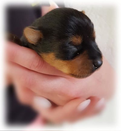 Jumpers Australian Terrier Welpen