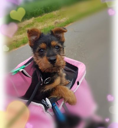 Jumpers Australian Terrier Welpen