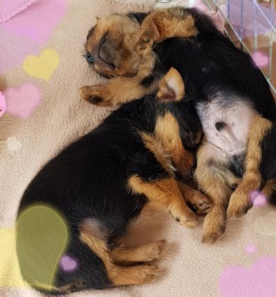Jumpers Australian Terrier Welpen