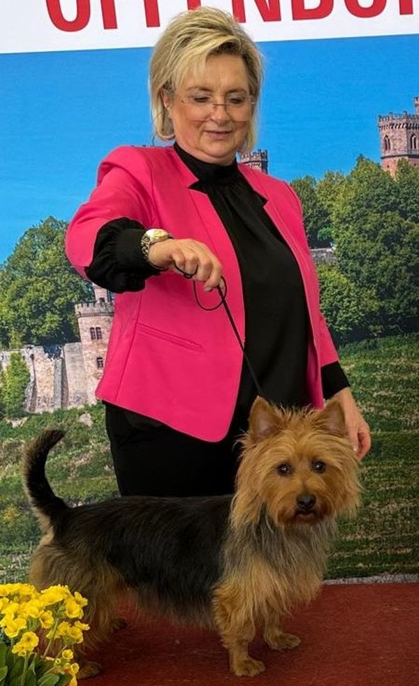 Anke Sütterlin Australian Terrier Züchterin
