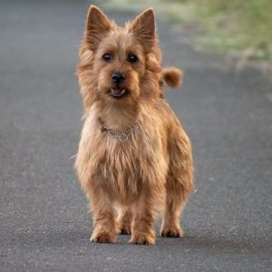 Irish Soft Coated Wheaten Terrier Welpen