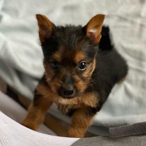 Australian Terrier Welpe zum Daverttor