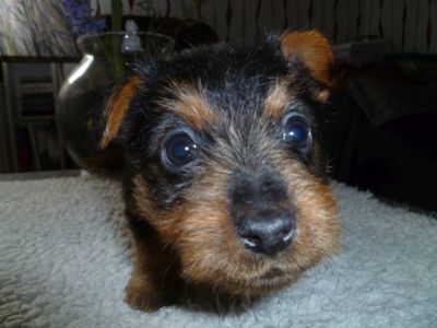 Australian Terrier Welpen Zum Daverttor