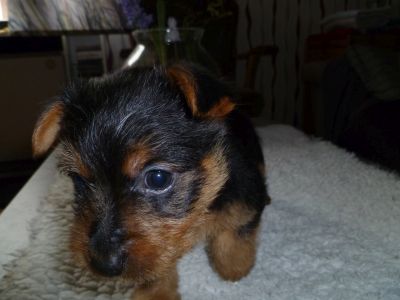 Australian Terrier Welpen Zum Daverttor