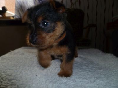 Australian Terrier Welpen Zum Daverttor