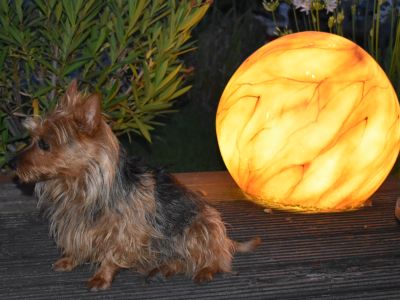 Australian Terrier Zum Daverttor