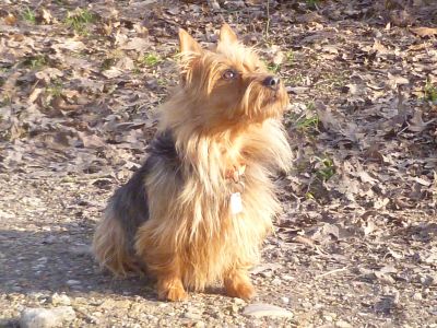 Australian Terrier Zum Daverttor