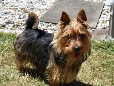 Australian Terrier Zum Daverttor