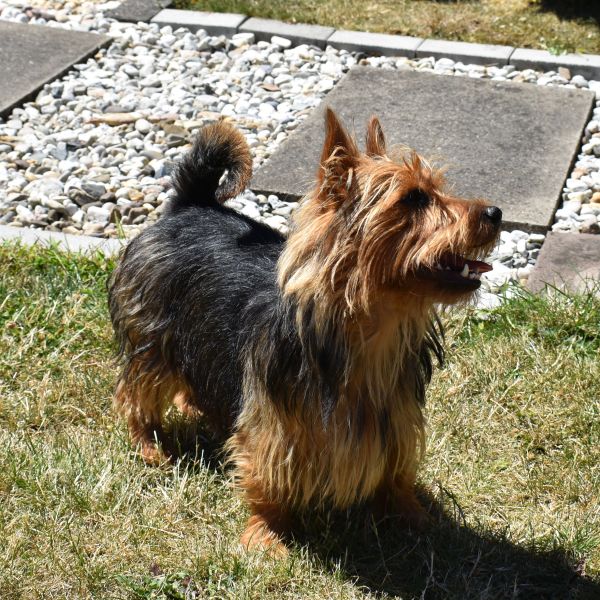 Australian Terrier Zum Daverttor