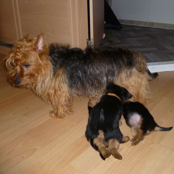 Australian Terrier Welpen Zum Daverttor