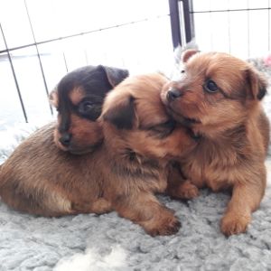 Irish Soft Coated Wheaten Terrier Welpen