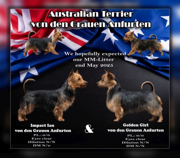 Australian Terrier von den Grauen Anfurthen