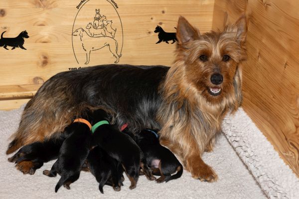 Australian Terrier von den Grauen Anfurthen