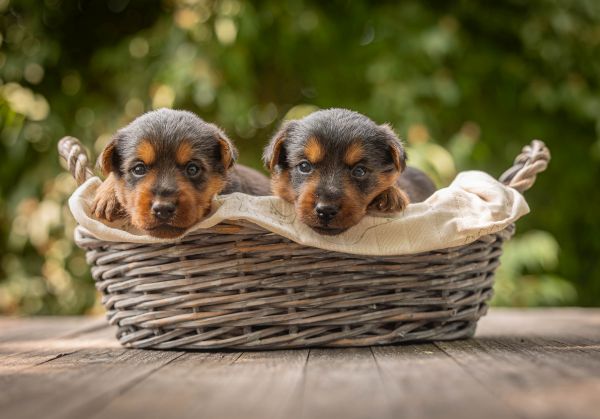 Australian Terrier von den Grauen Anfurthen