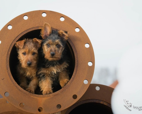 Australian Terrier