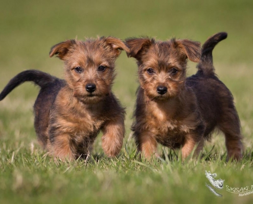 Australian Terrier