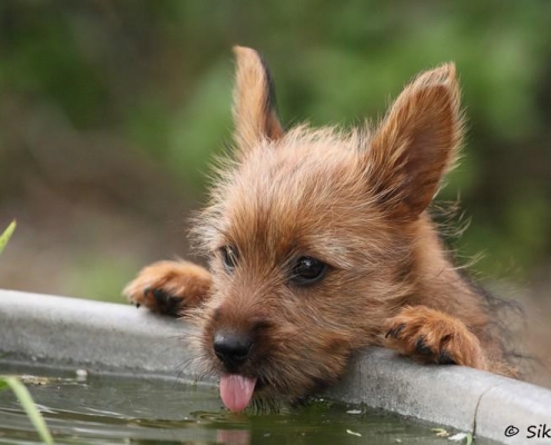 Australian Terrier